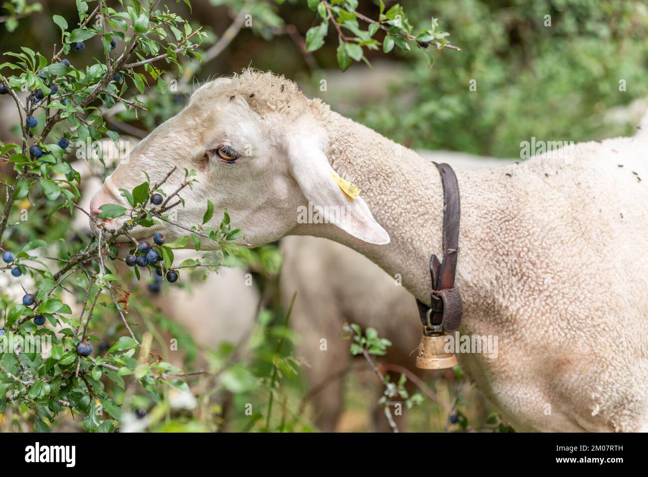 Mutterschaf, das sich in wilden Sanddornen ernährt. Doubs, Frankreich. Stockfoto