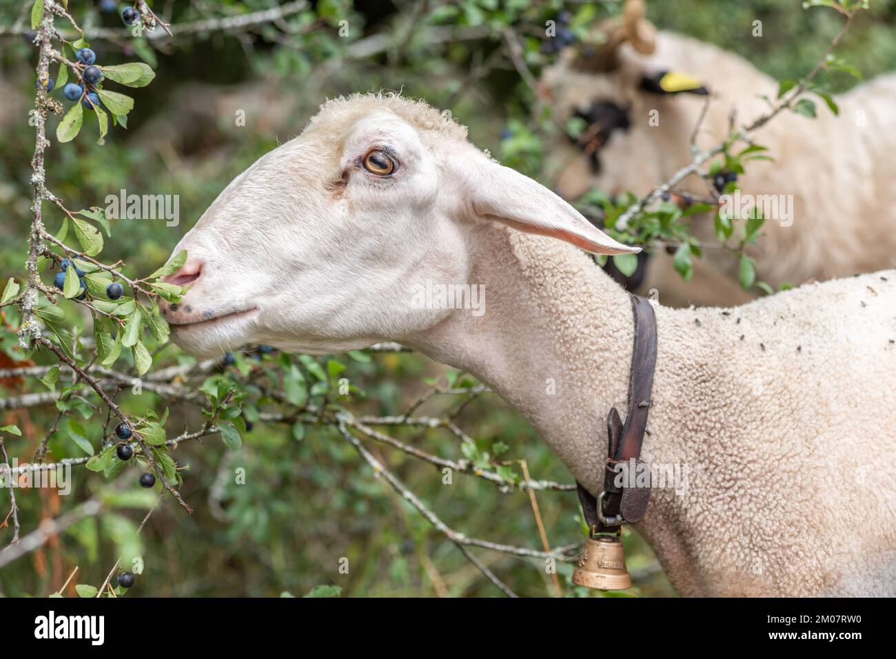 Mutterschaf, das sich in wilden Sanddornen ernährt. Doubs, Frankreich. Stockfoto