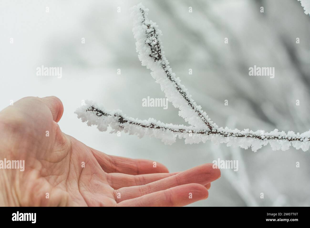 Nahaufnahme mit ausgestreckter Hand zum gefrorenen Ast Konzeptfoto Stockfoto