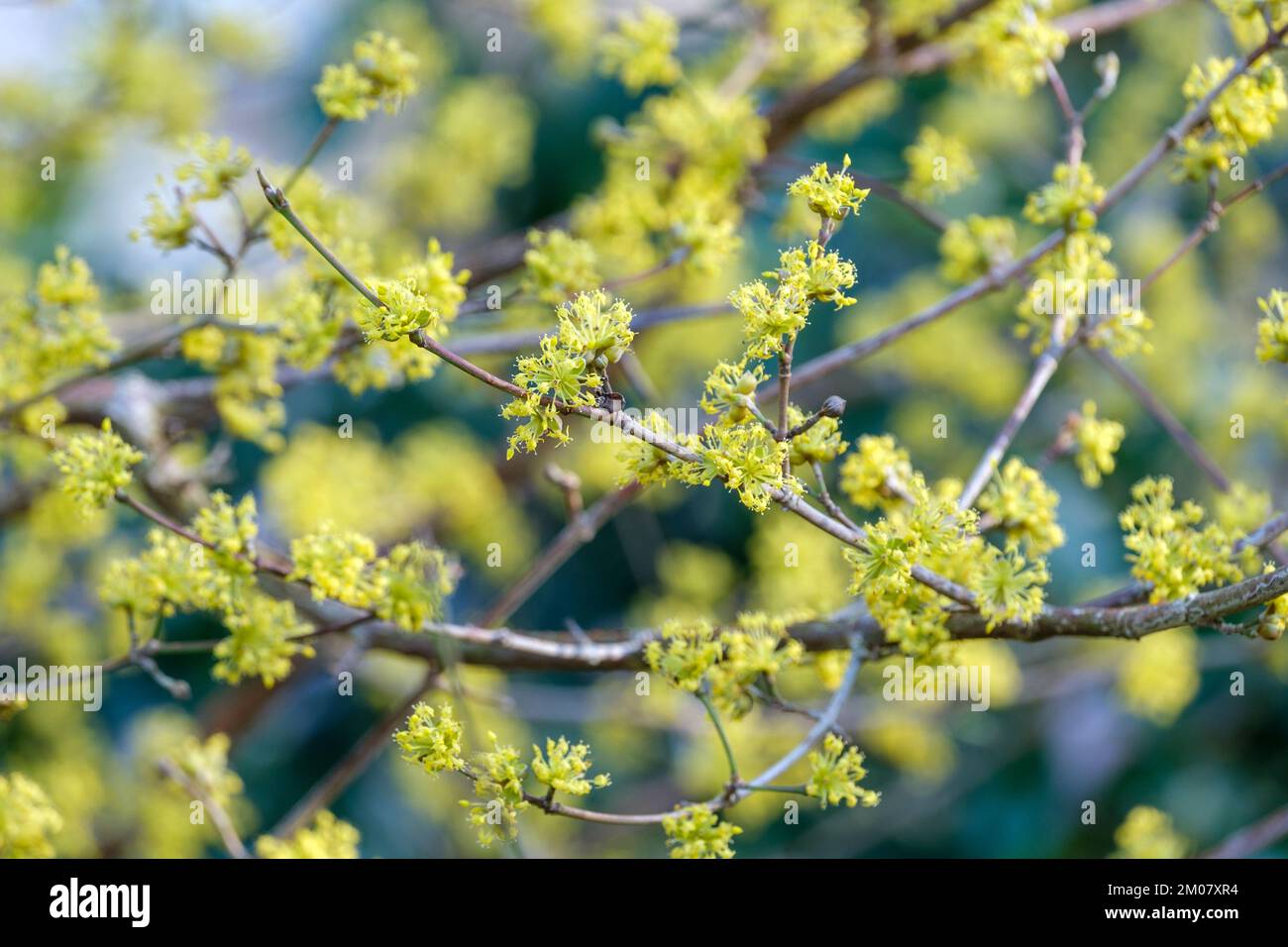 Cornus officinalis, japanische Cornelienkirsche, japanischer Kornstein, kräftiger Strauß mit gelben Blüten, die in losen Orangenbäumen produziert werden Stockfoto