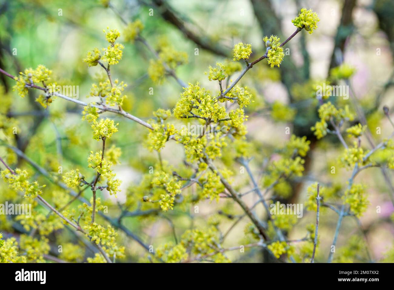 Cornus officinalis, japanische Cornelienkirsche, japanischer Kornstein, Strauß mit gelben Blüten in losen Orangenbäumen Stockfoto