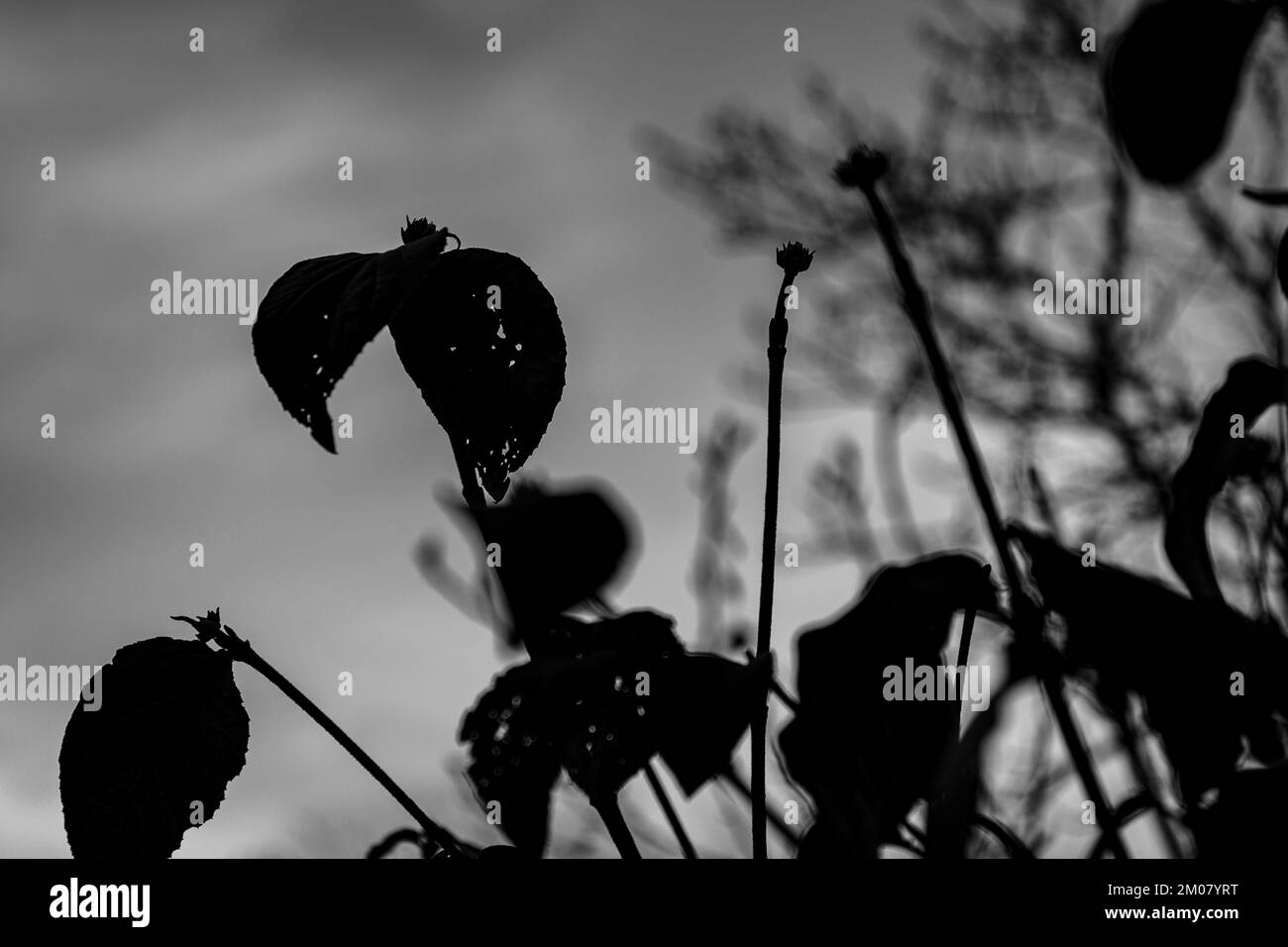 Eine Silhouette aus Pflanzenblättern im dunklen Hintergrund Stockfoto