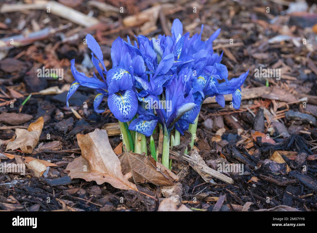 Iris histrioides Lady Beatrix Stanley, Iris Lady Beatrix Stanley, Zwergiris, Blumen violett-blau mit schwer gefleckten Wasserfällen, markiert mit weiß, gelb Stockfoto