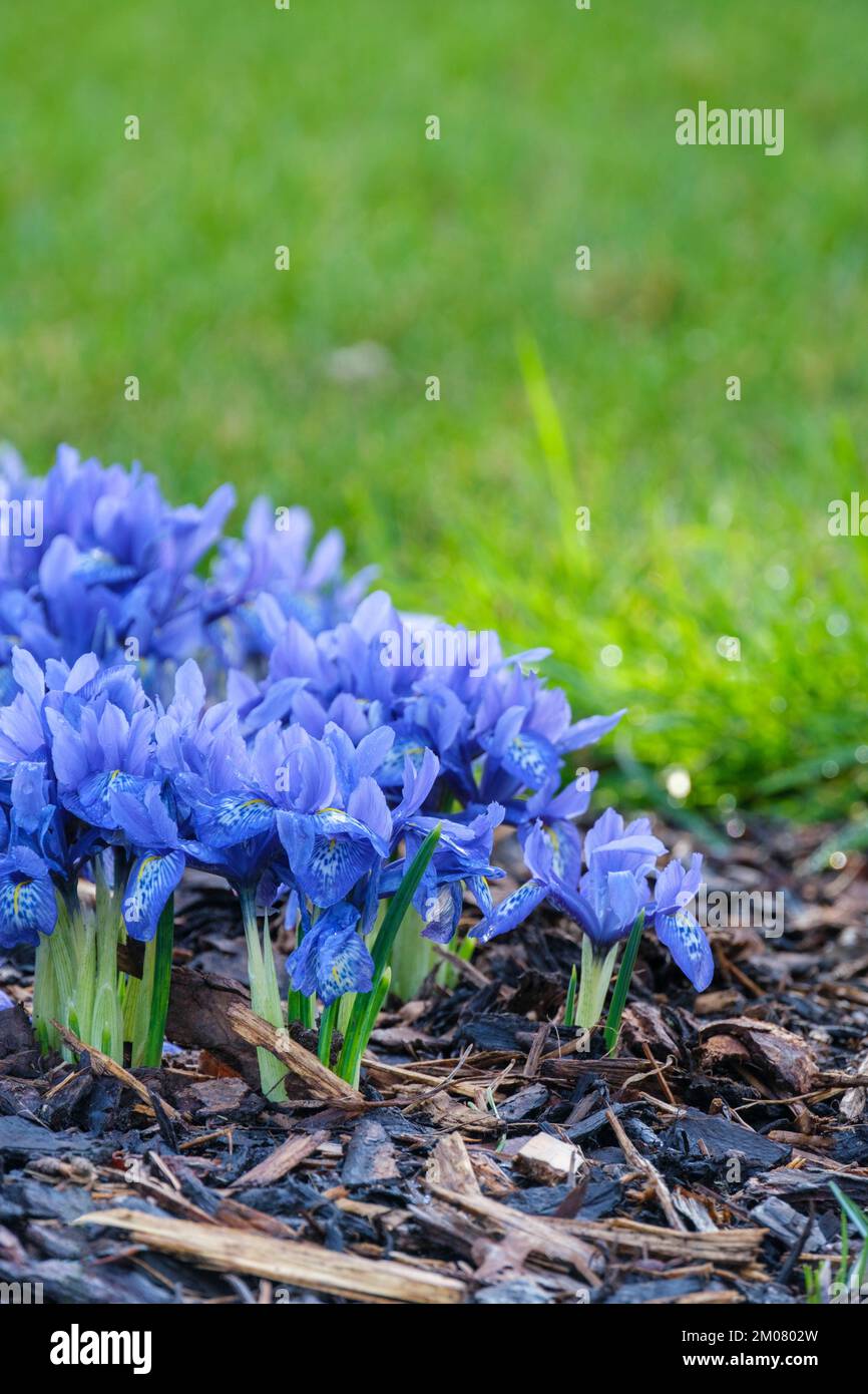 iris histrioides Lady Beatrix Stanley, Iris Lady Beatrix Stanley, Zwergiris, Blumen violett-blau mit schwer gefleckten Wasserfällen, markiert mit weiß, gelb Stockfoto