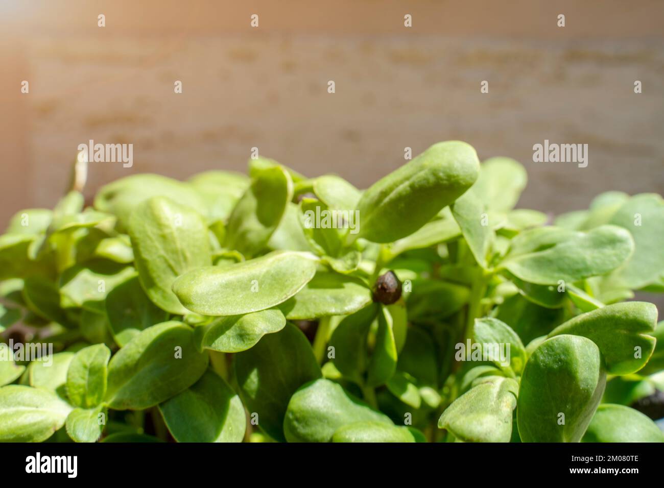 Vegane Mikroschüsse aus Sonnenblumengrün. Ein wachsendes Konzept der gesunden Ernährung. Gekeimte Sonnenblumenkerne, mikrogrün, minimalistisches Design Stockfoto