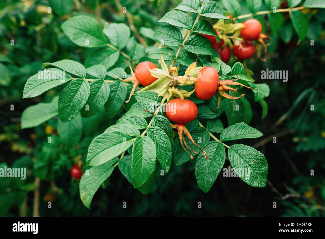Rugosa-Rosenbusch, auch bekannt als Strandrose oder Eichbeere, selektiver Fokus Stockfoto