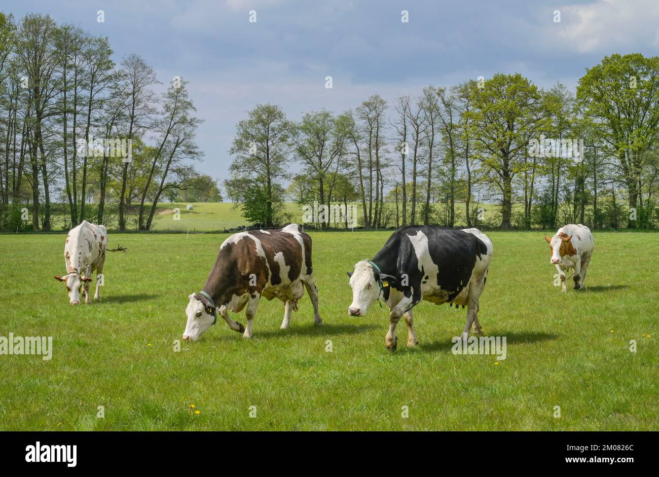 Schwarzbunte Milchkühe auf der Weide, Niedersachsen, Deutschland Stockfoto