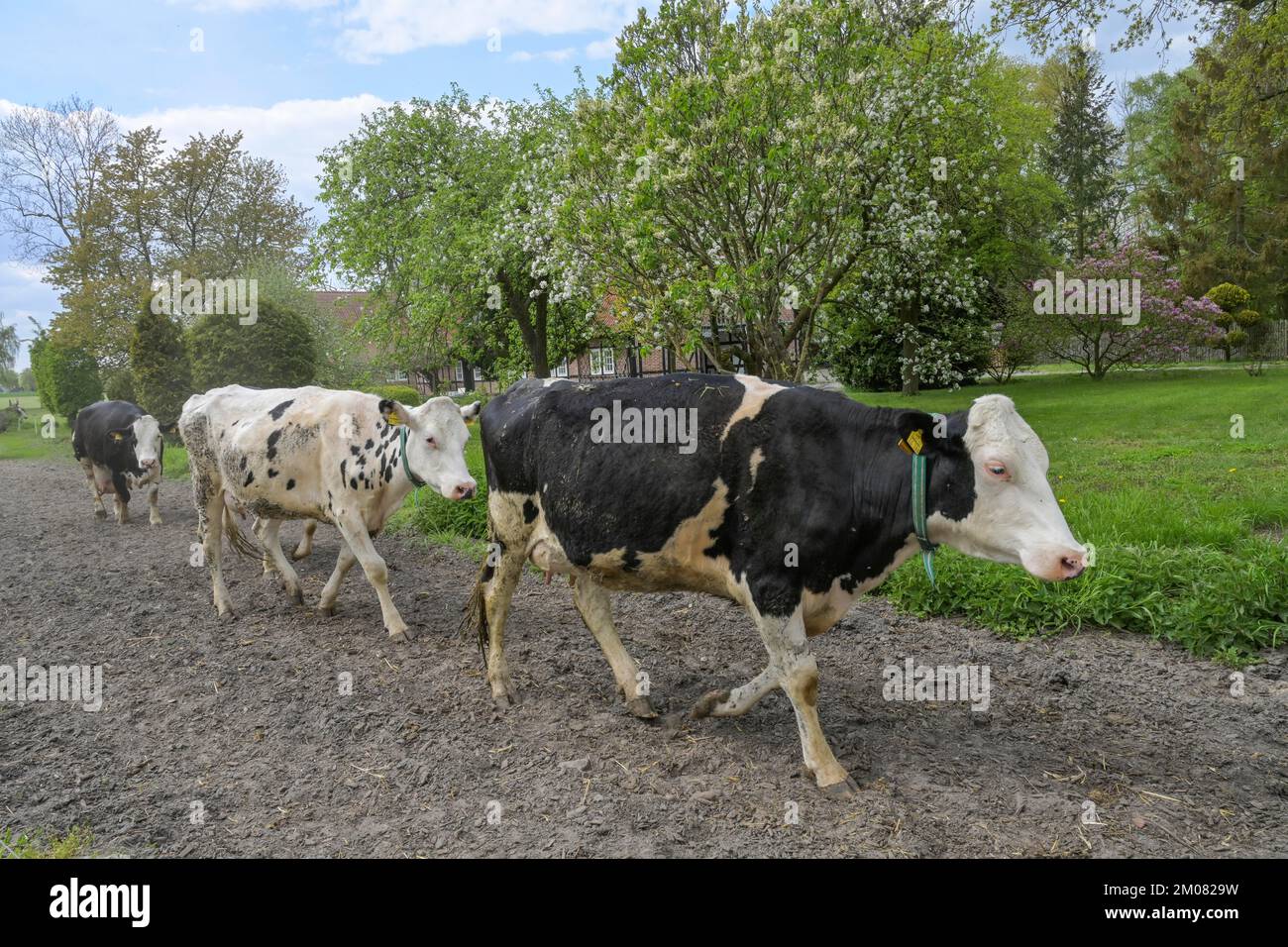 Schwarzbunte Milchkühe auf dem Weg zur Weide, Niedersachsen, Deutschland Stockfoto