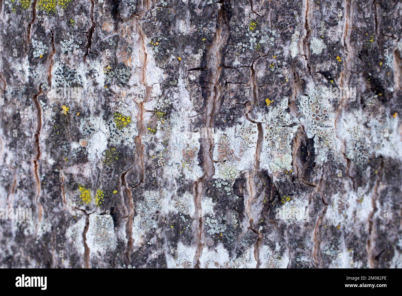Die Rinde eines Ahornbaums in den Rocky Mountains, Acer glabrum, in Troja, Montana. Frühere lateinische Synonyme dieser Art sind Acer barbatum, Acer neomexicanum Stockfoto