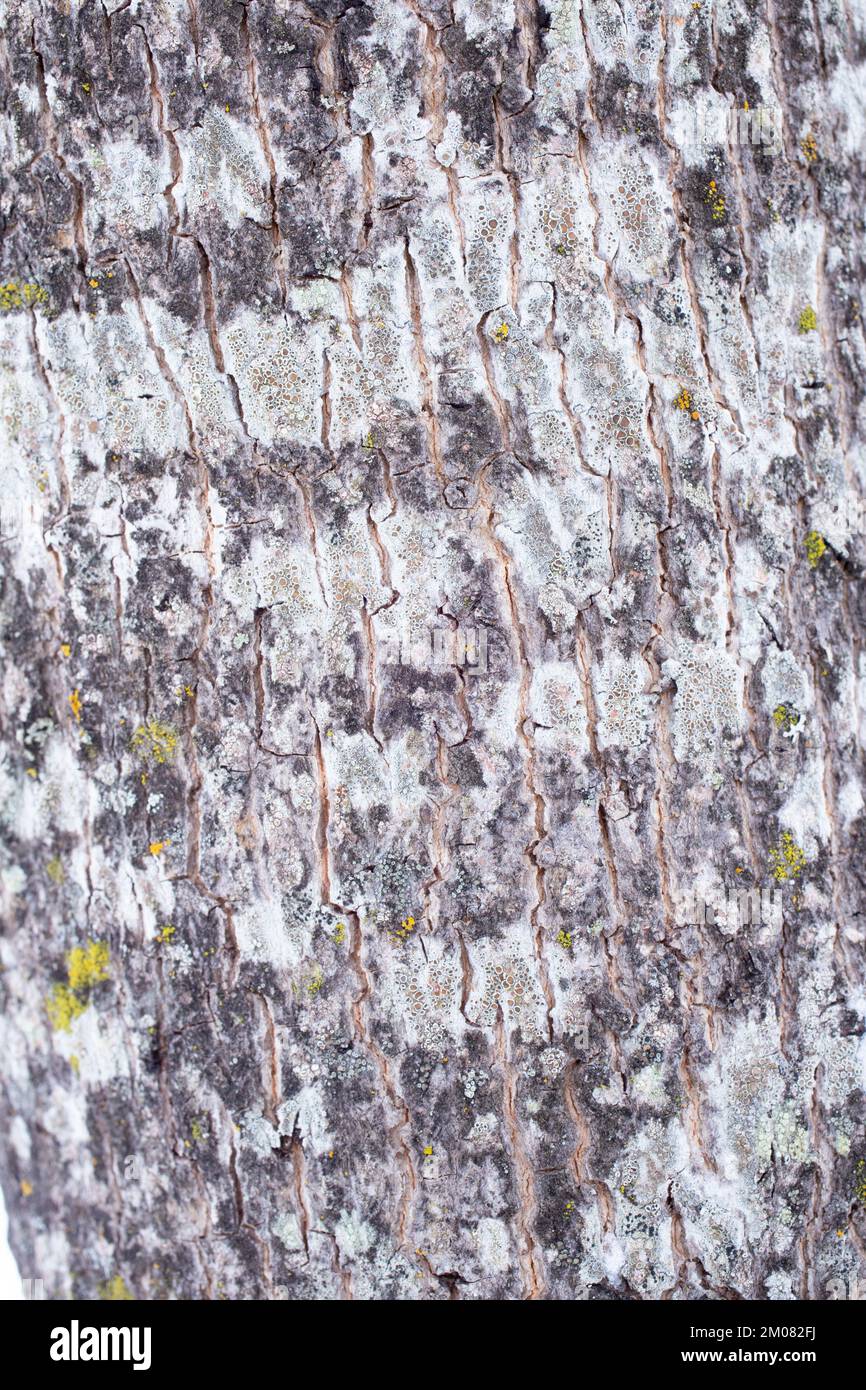 Die Rinde eines Ahornbaums in den Rocky Mountains, Acer glabrum, in Troja, Montana. Frühere lateinische Synonyme dieser Art sind Acer barbatum, Acer neomexicanum Stockfoto