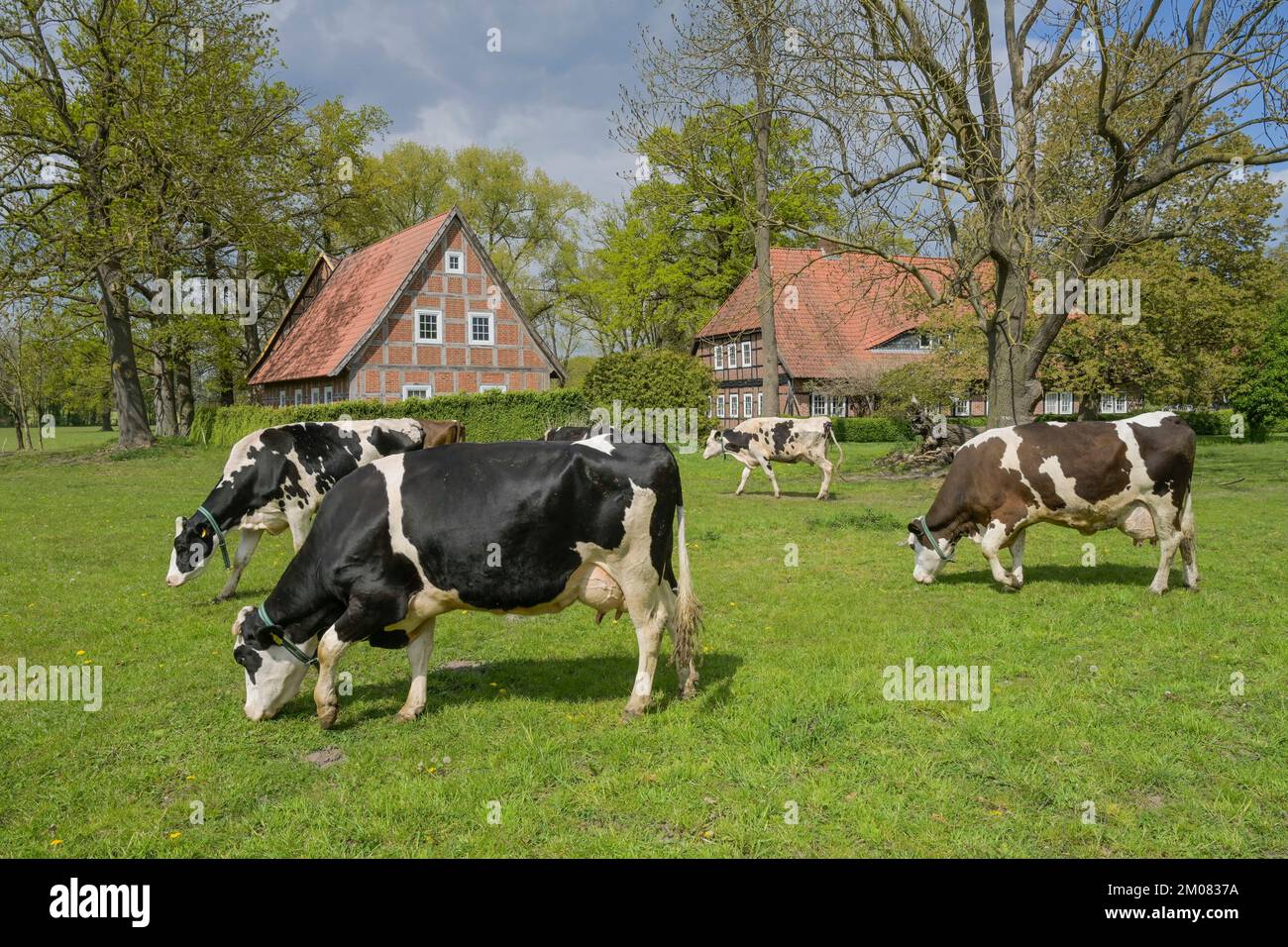 Schwarzbunte Milchkühe auf der Weide, Niedersachsen, Deutschland Stockfoto