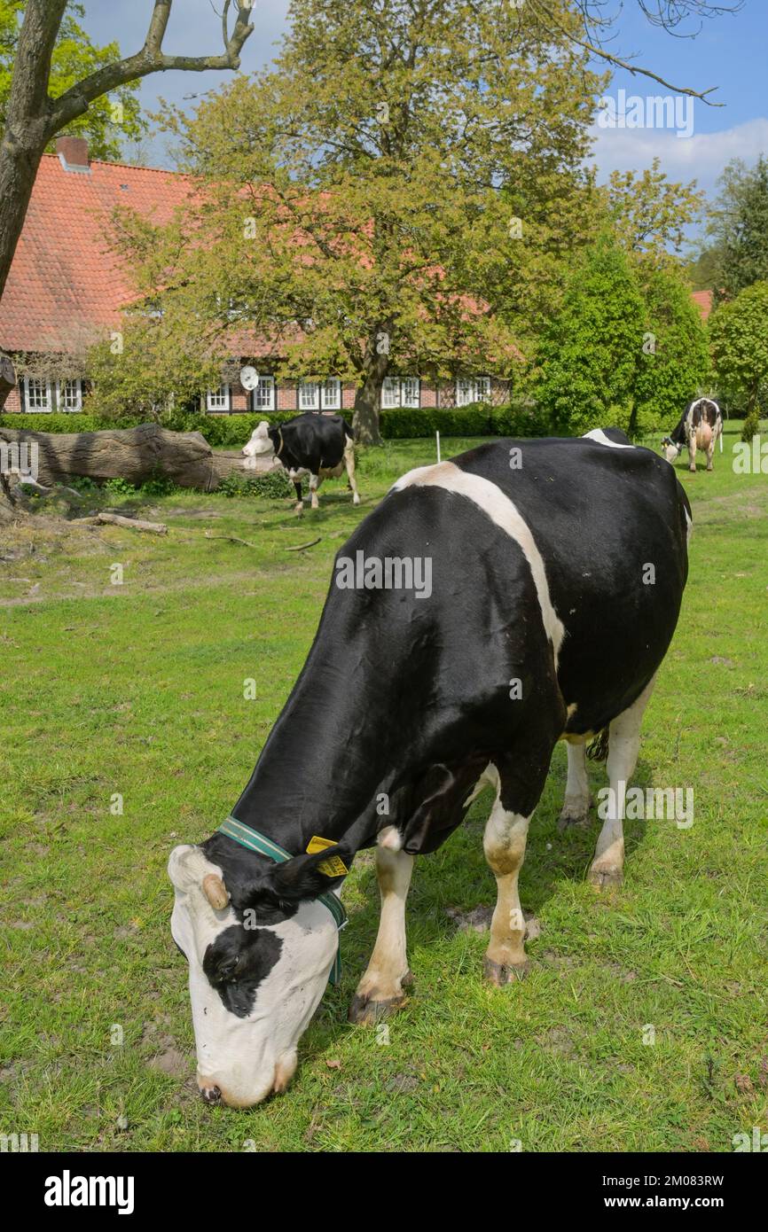 Schwarzbunte Milchkuh auf der Weide, Niedersachsen, Deutschland Stockfoto