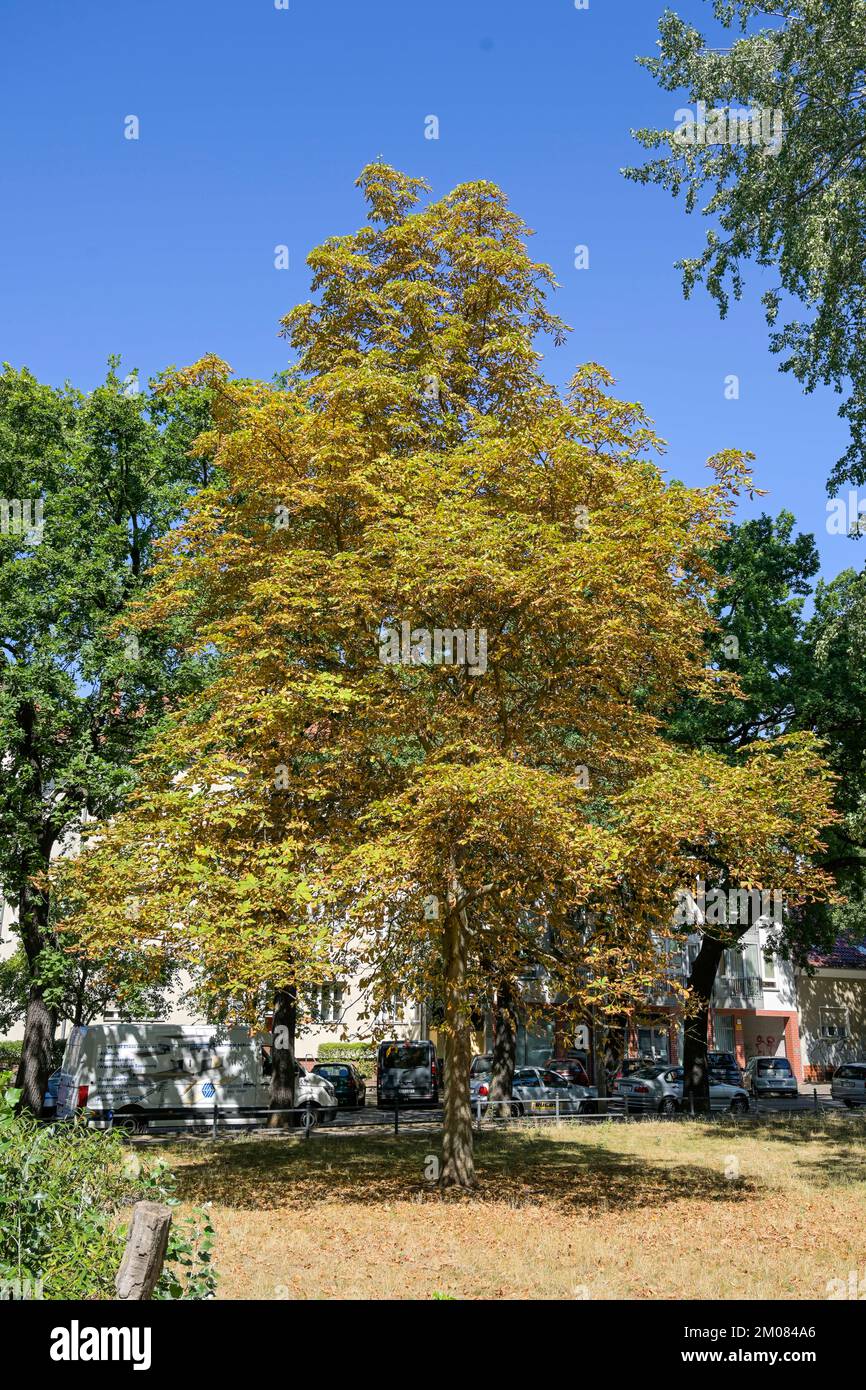 Trockene Kastanie im August, Weißensee, Pankow, Berlin, Deutschland Stockfoto