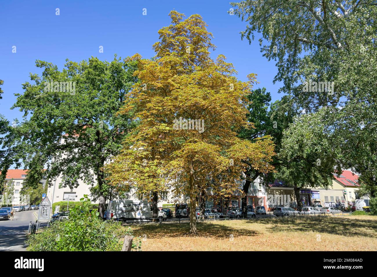 Trockene Kastanie im August, Weißensee, Pankow, Berlin, Deutschland Stockfoto