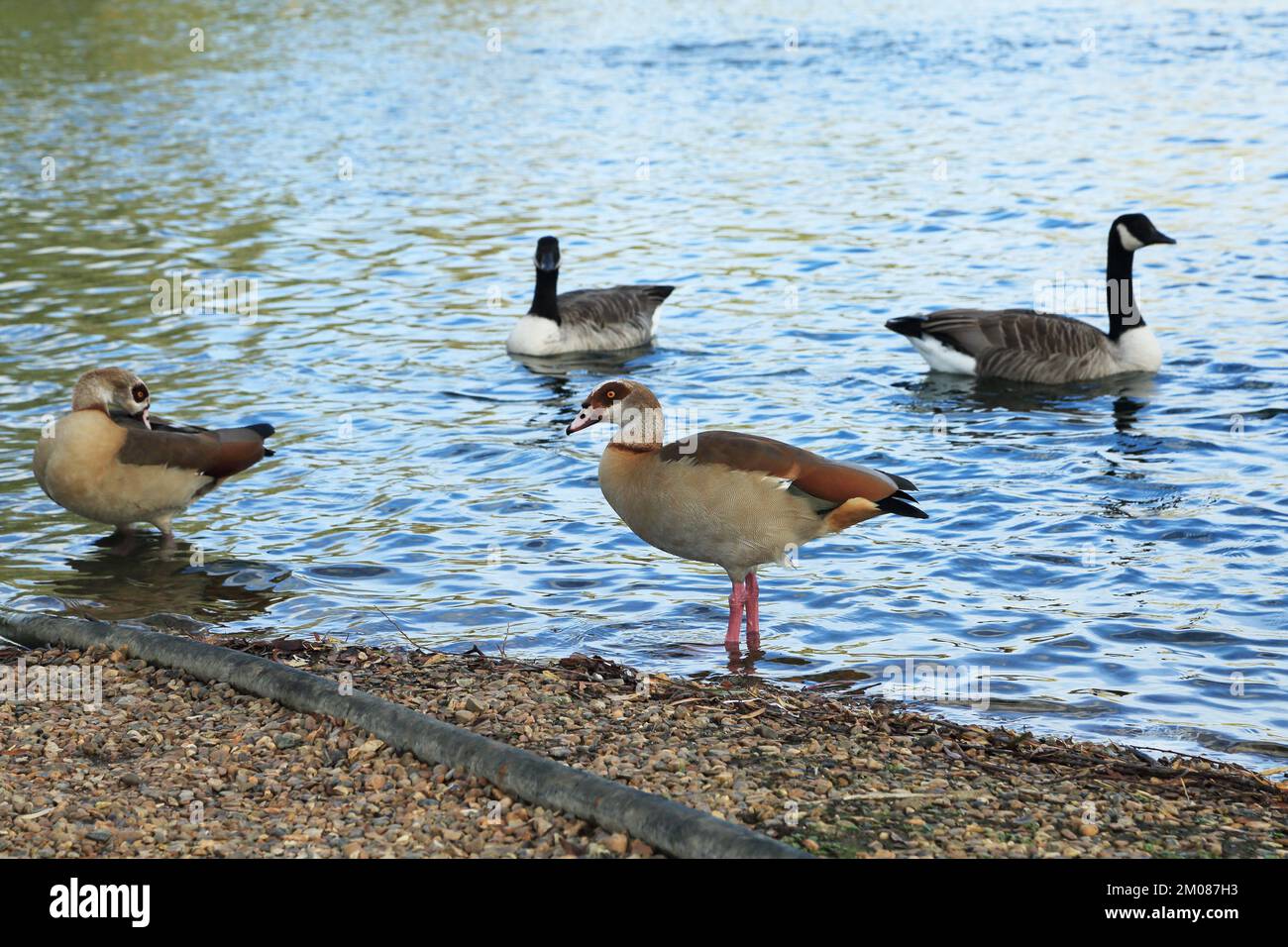Ägyptische und kanadische Gänse am Ufer des Conningbrook Lakes Country Park, Willesborough Road, Kennington, Ashford, Kent, England, Vereinigtes Königreich Stockfoto