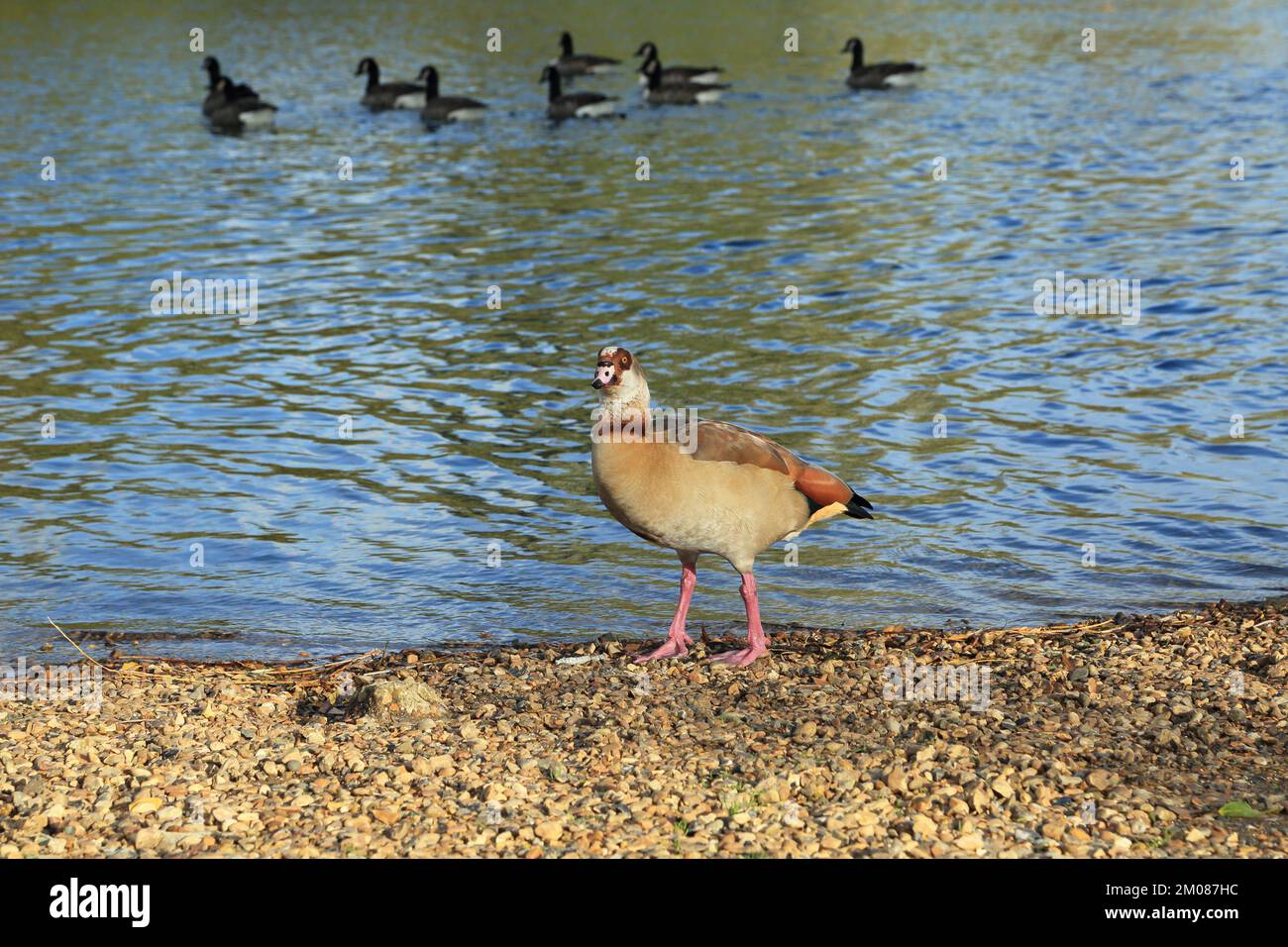 Egyptian Goose am Ufer des Conningbrook Lakes Country Park, Willesborough Road, Kennington, Ashford, Kent, England, Vereinigtes Königreich Stockfoto