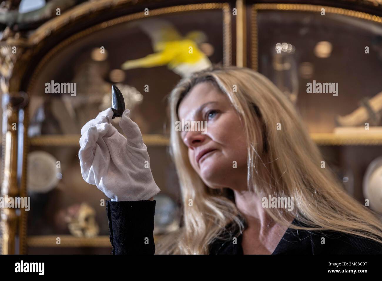 THE SSONDER AND THE WONDERFUL BEI DEN KURATIERTEN AUKTIONEN Rachael Osborn-Howard mit einem seltenen T-Rex-Zahn (geschätzt auf £10.000 - 15.000 Pfund), New Eltham, London. Stockfoto