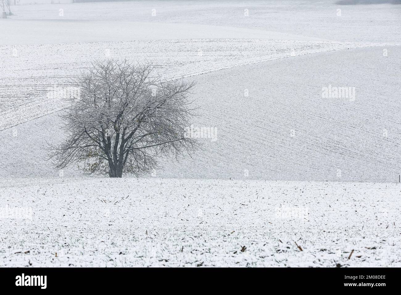 Abbildung zeigt den ersten Schnee in Boninne, Provinz Namur, am Montag, den 05. Dezember 2022. BELGA FOTO BRUNO FAHY Stockfoto