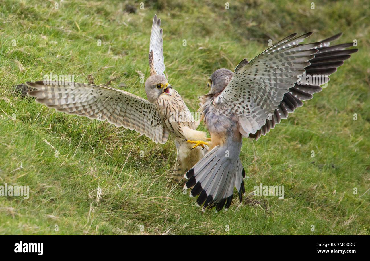 Die Kestrele fliegen aufeinander zu. Derbyshire, Großbritannien. DIESE lebhaften Kestrels wurden in einem Streit mit Liebhabern gefangen. Auf einem der Fotos Stockfoto