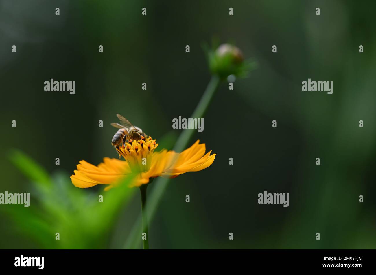 Frühlingsblume mit Gänseblümchen und Makroansicht einer Biene Stockfoto