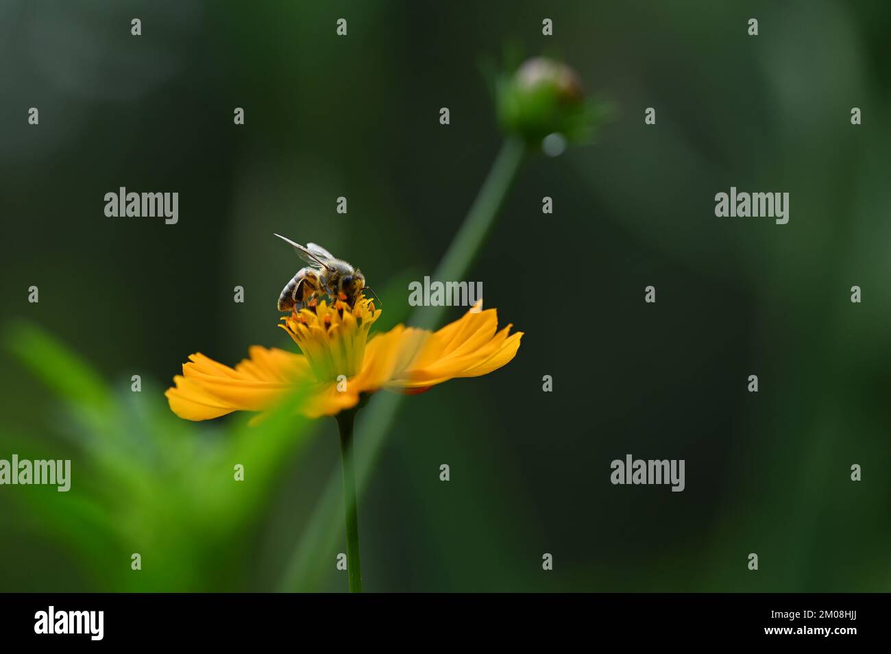 Frühlingsblume mit Gänseblümchen und Makroansicht einer Biene Stockfoto