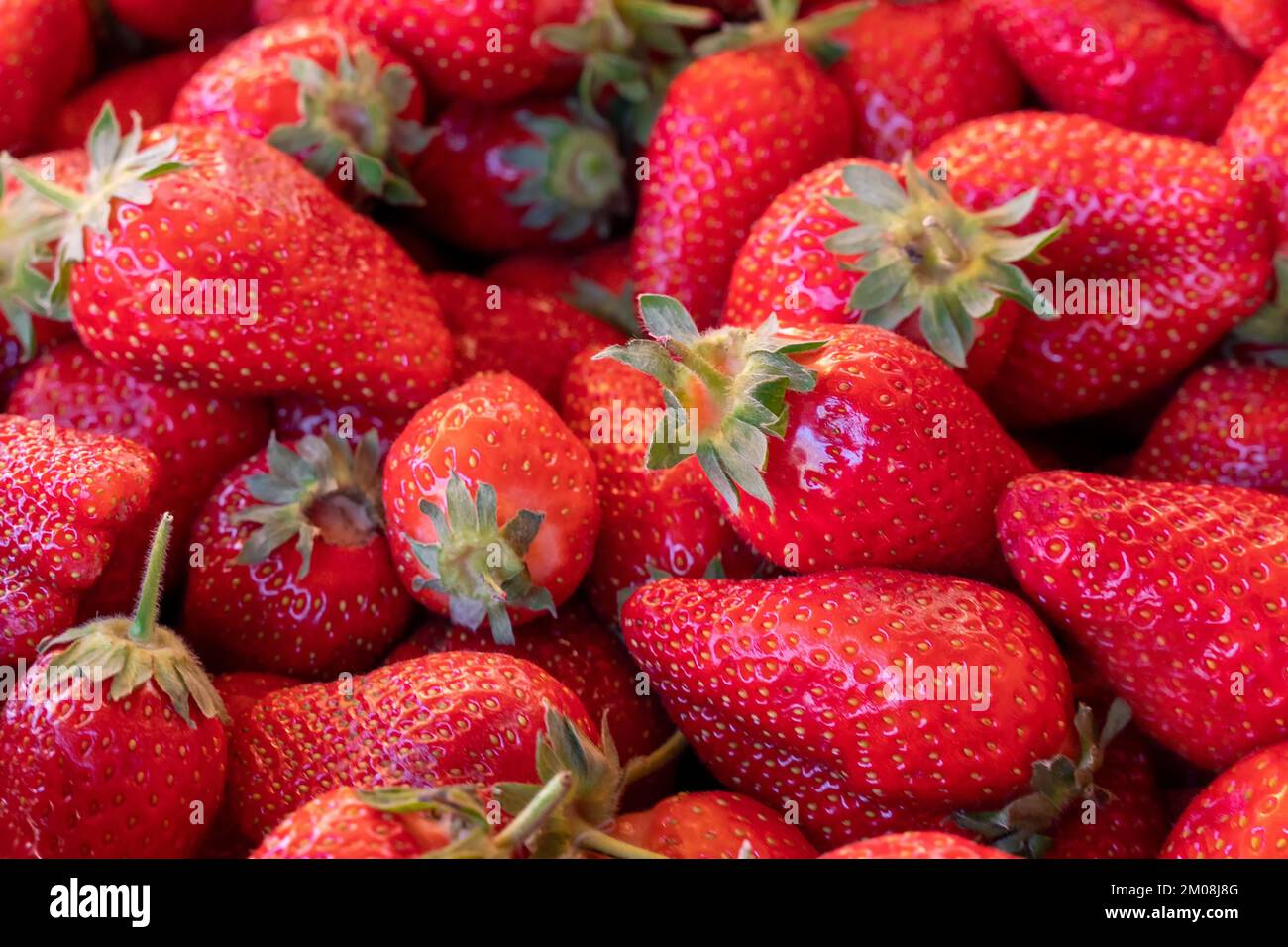 Hintergrund aus erntefrischen Erdbeeren direkt über Stockfoto