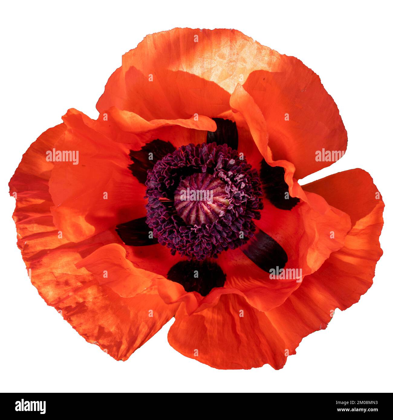 Mohnblume isoliert auf weißem Hintergrund. Isolieren Sie die Blüte von Gartenmohn. Völlig offene Blume. Stockfoto