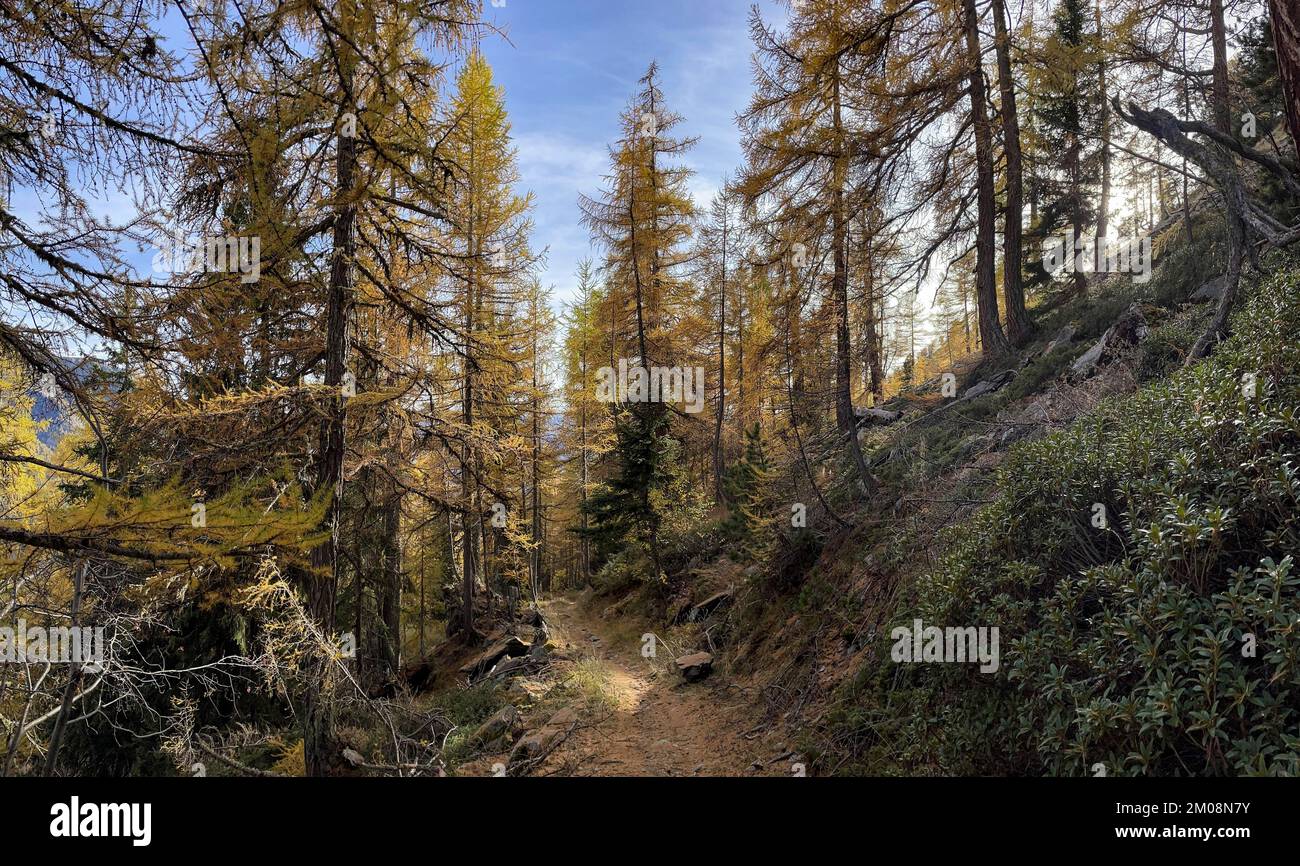 Wanderweg, leichter Lärchenwald im Herbst, Underi Meiggu, Gampel, Wallis, Schweiz, Europa Stockfoto