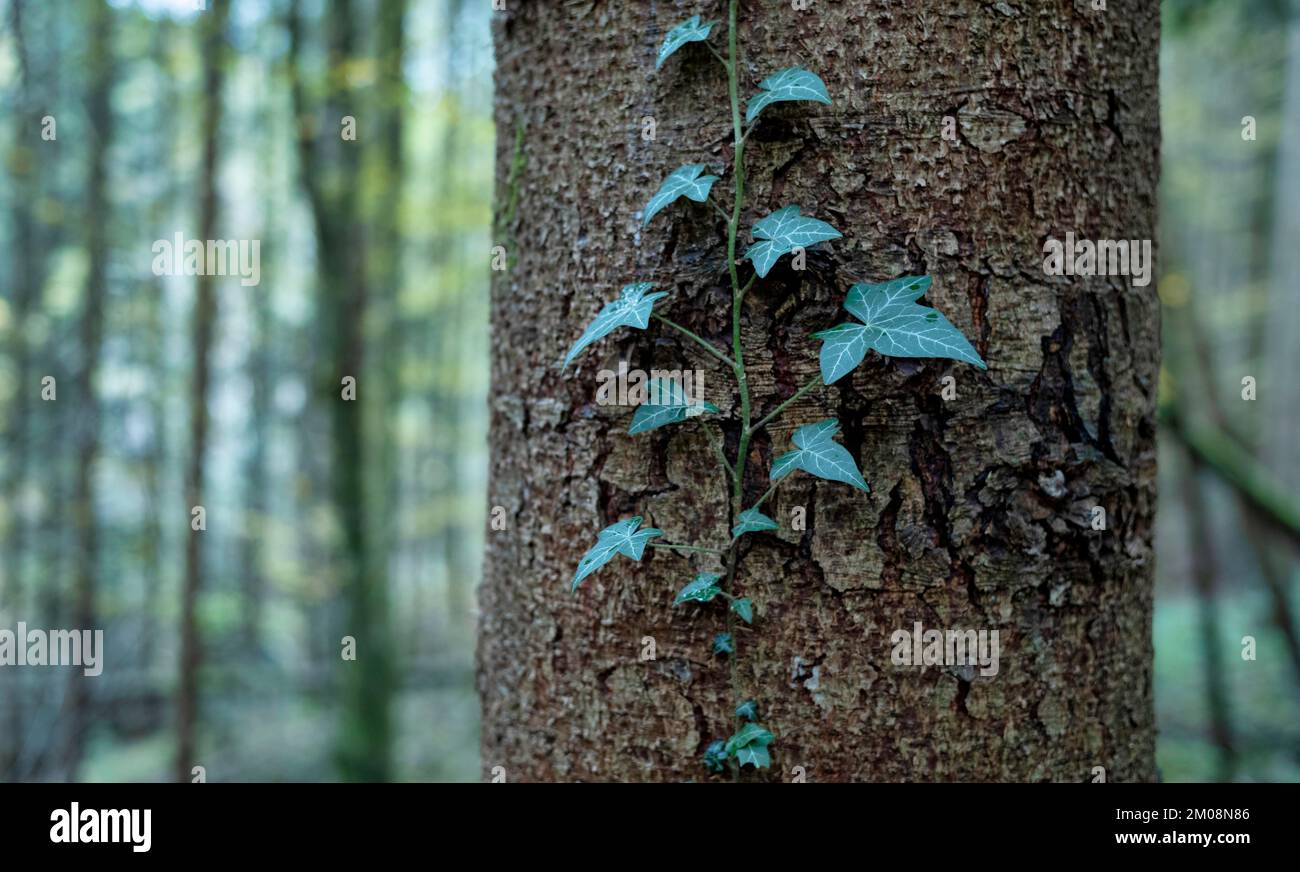 Ivy (Hedera) am Baumstamm, Schwäbischer Wald, Baden-Württemberg, Deutschland, Europa Stockfoto