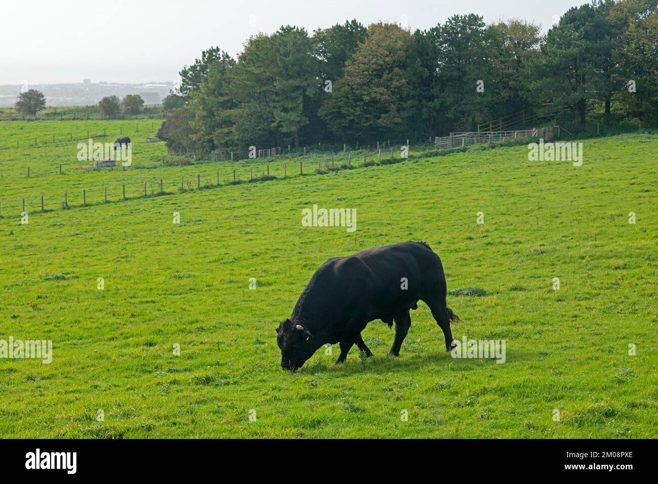 Bullen auf der Weide, South Downs Way nahe Shoreham by Sea, West Sussex, England, Großbritannien Stockfoto