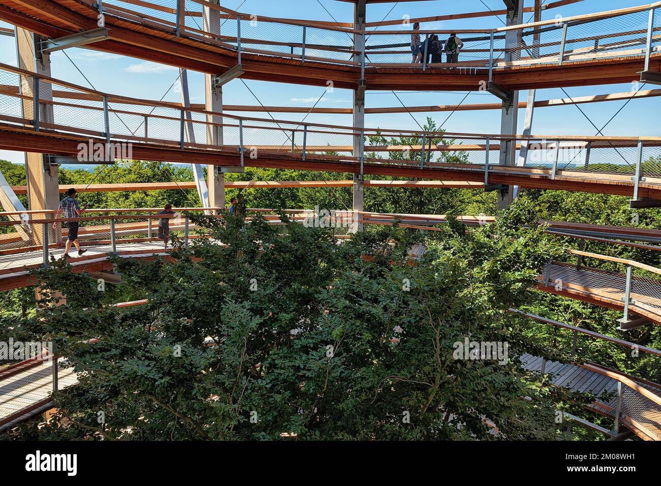 Baumpfad mit Touristen und Kupferbuche (Fagus sylvatica), Naturerbe Zentrum Rügen, Prora, Binz, Insel Rügen, Mecklenburg-Vorpommern, G. Stockfoto