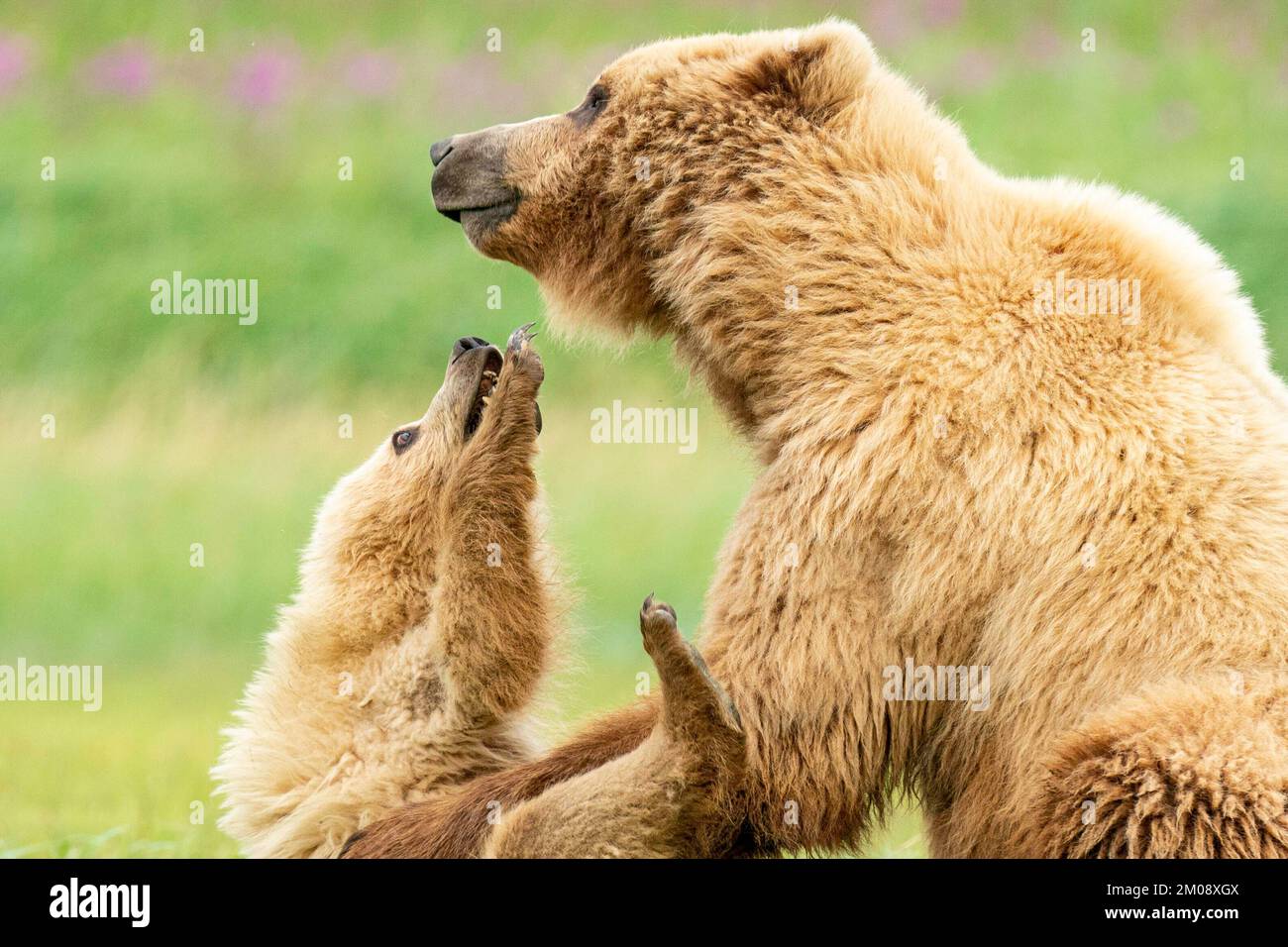 Ich kaue Mama an. Alaska: DIESE NIEDLICHEN Bilder zeigen zwei der flauschigsten Jungen, die mit ihrer bärmütterlichen Mutter herumrollen. Ein Bild zeigt zwei flauschige Bärenkugeln Stockfoto