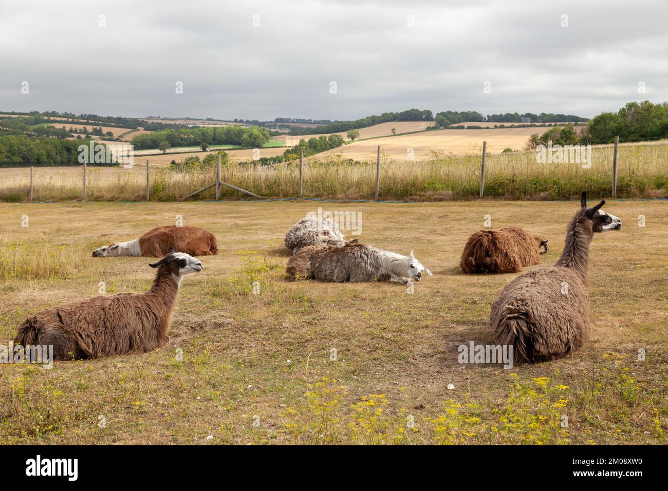 Schlafender Llama in der Sommersonne Wiltshire Stockfoto