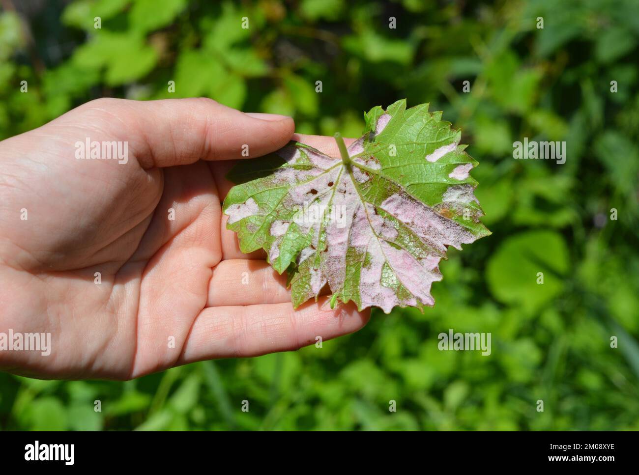 Plasmopara viticola-Symptome. Nahaufnahme von Plasmopara viticola auf dem Weinblatt. Traubenkrankheit. Stockfoto