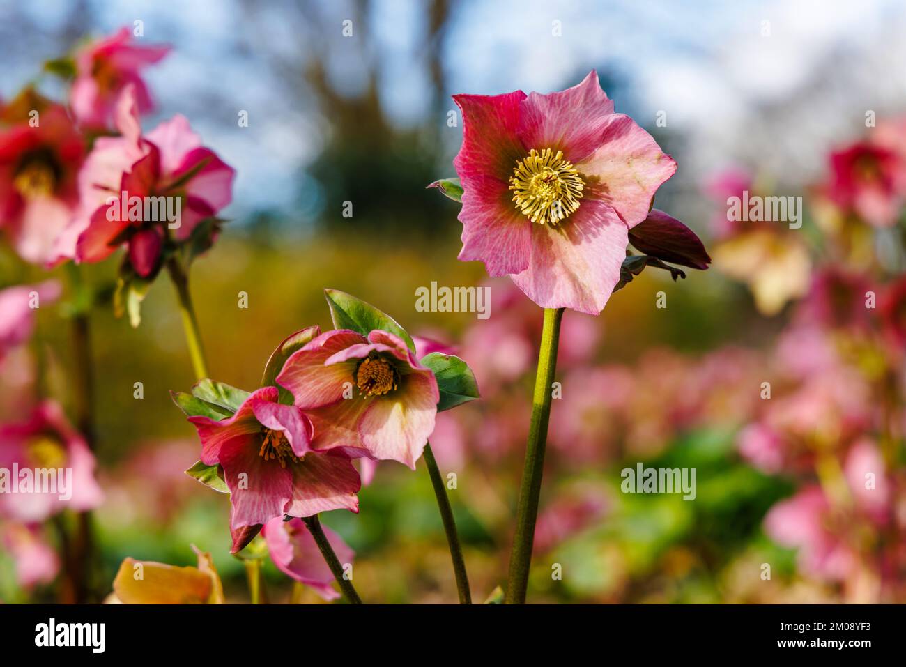 Winter und Frühling blühende violette Hellebore, Helleborus Walburtons Rosemary Walhero, in Blume, RHS Garden Wisley, Surrey, Südostengland, UK Stockfoto