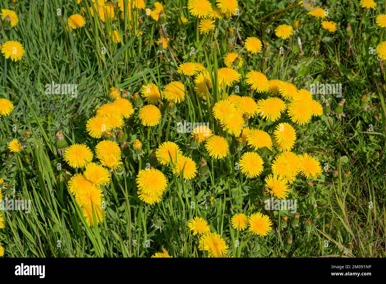 Wiese nahe Ratzeburg, Blühender Löwenzahn, Schleswig-Holstein, Deutschland Stockfoto