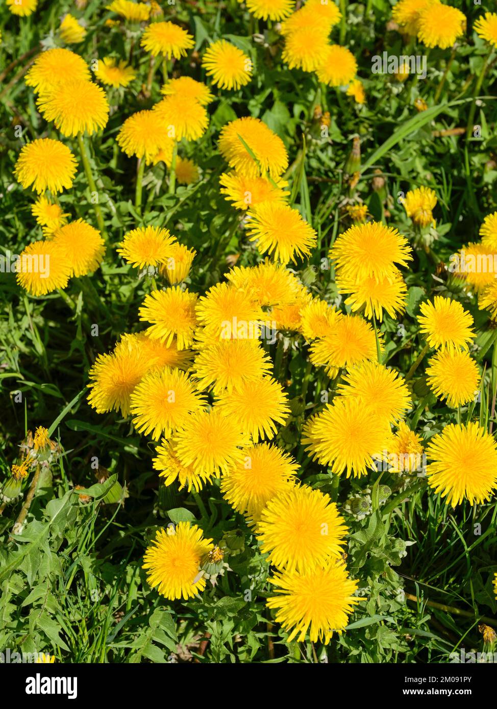 Wiese nahe Ratzeburg, Blühender Löwenzahn, Schleswig-Holstein, Deutschland Stockfoto