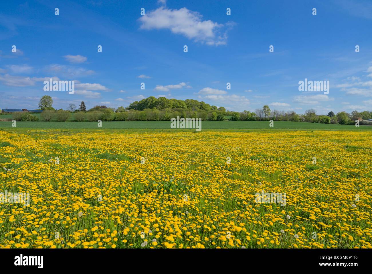 Wiese nahe Ratzeburg, Blühender Löwenzahn, Schleswig-Holstein, Deutschland Stockfoto