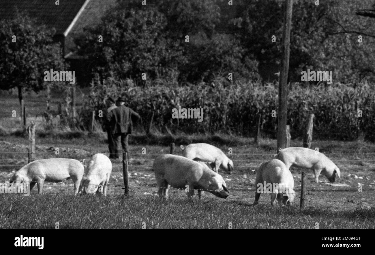 Bauern, die auf den Feldern in Muensterland auf 10.09.1971, Deutschland, Europa arbeiten Stockfoto