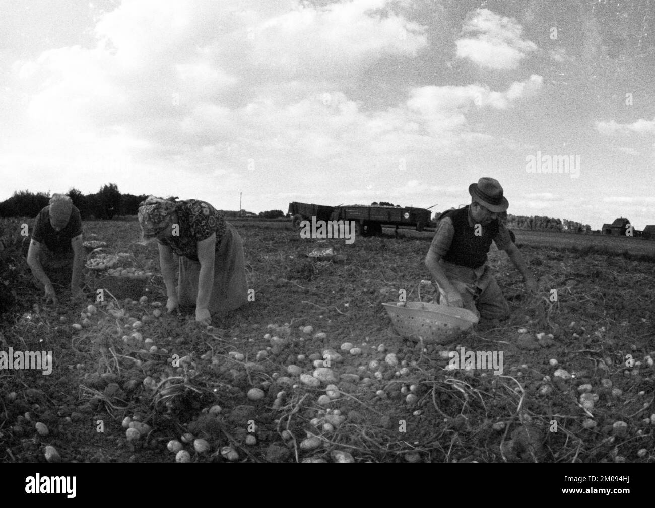 Bauern, die auf den Feldern in Muensterland auf 10.09.1971, Deutschland, Europa arbeiten Stockfoto