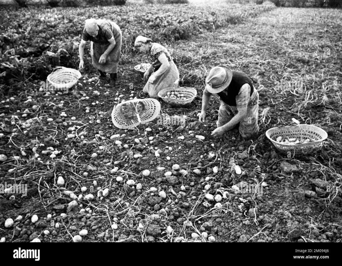 Bauern, die auf den Feldern in Muensterland auf 10.09.1971, Deutschland, Europa arbeiten Stockfoto