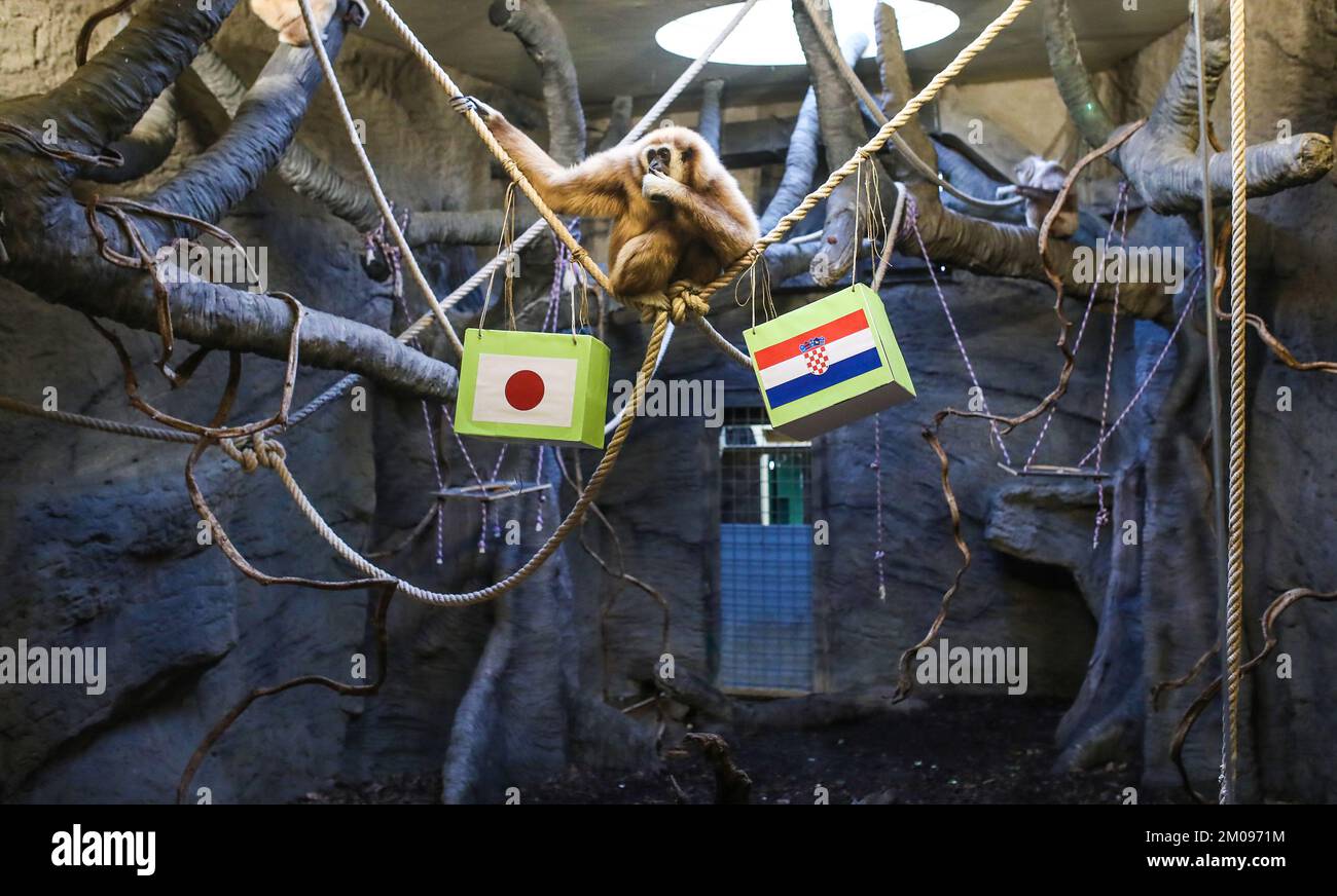 Zagreb, Kroatien. 05.. Dezember 2022. Gibbon Kent im ZOO in Zagreb sagte am 5. Dezember 2022 Kroatiens Sieg im Spiel gegen Japan bei der FIFA-Weltmeisterschaft in Zagreb, Kroatien, voraus. Foto: Slavko Midzor/PIXSELL Credit: Pixsell/Alamy Live News Credit: Pixsell/Alamy Live News Stockfoto