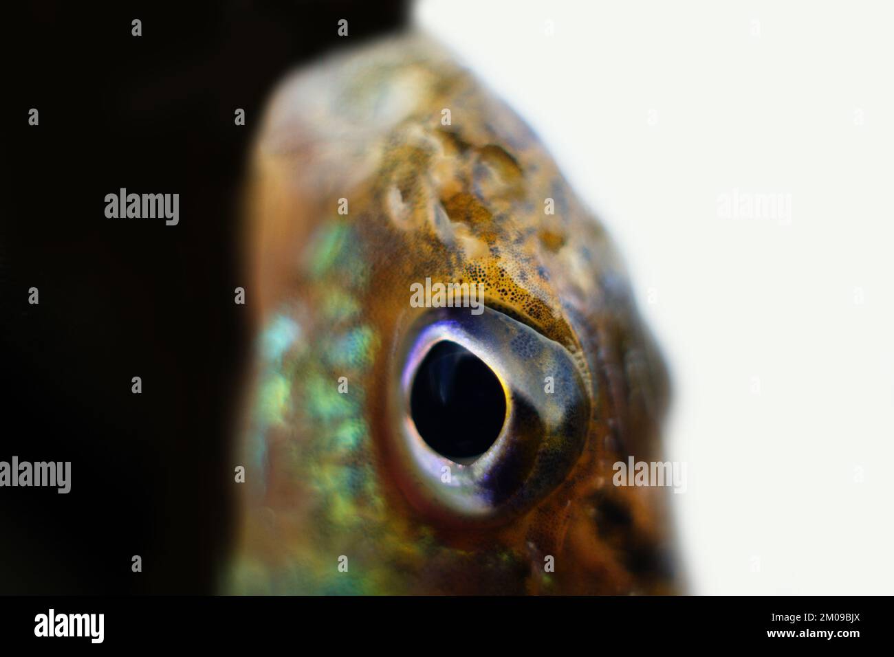 Eurasische Raffe, auch bekannt als Raffe oder Papst. Makrofotografie Flussfische. Extrem kleine Schärfentiefe, weicher Fokus Stockfoto