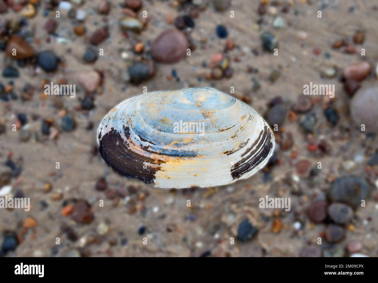 Bunte Muschel an einem Kieselstrand Stockfoto