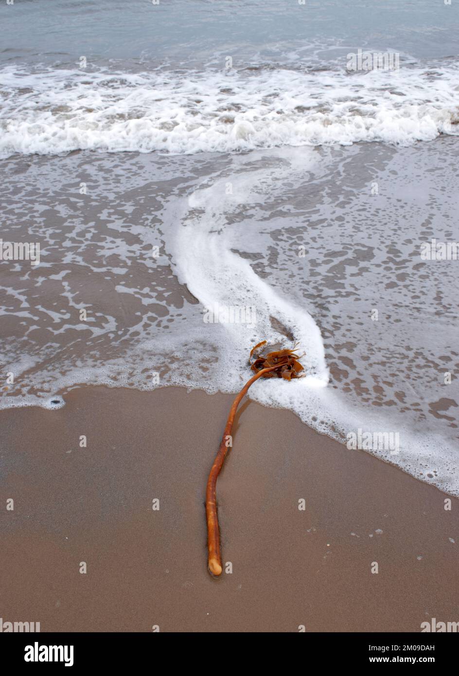 Seetang oder Seetang Laminariales an einem Sandstrand mit Meeresschaum Stockfoto