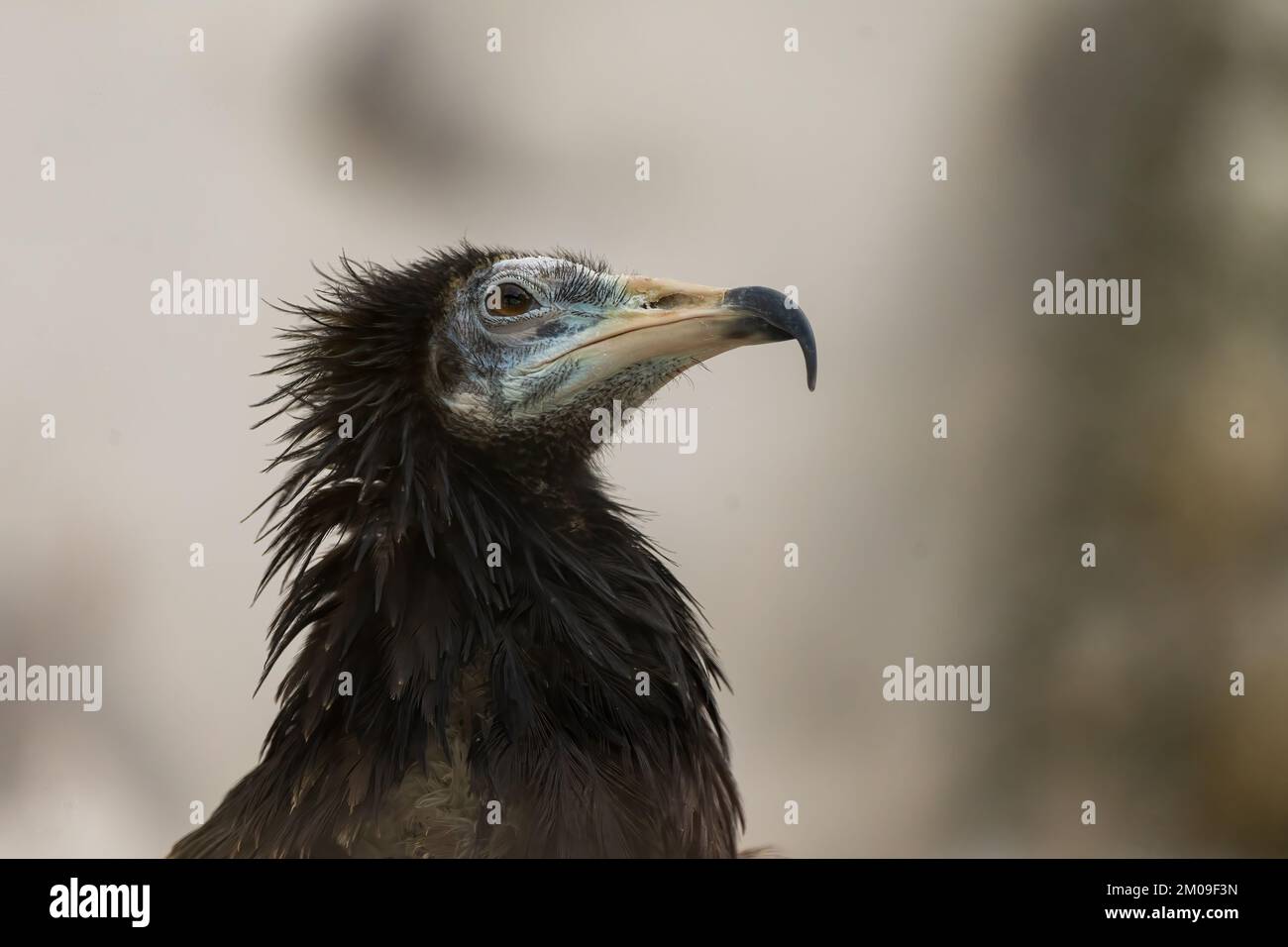 Ein seitliches Nahtbild eines schwarzen Pharaonen-Hühnchens mit verschwommenem Hintergrund Stockfoto