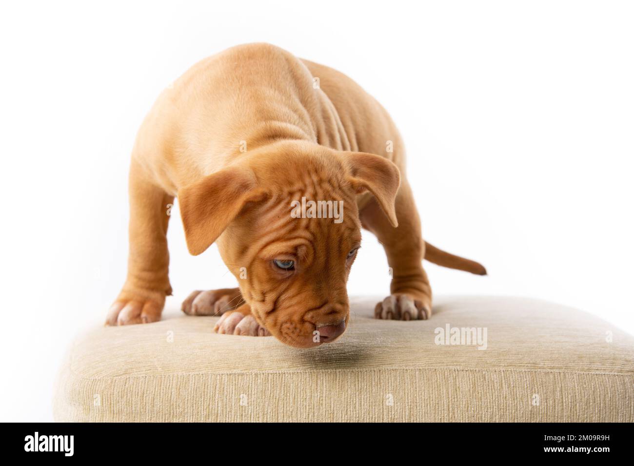Süßer Pitbull mit roter Nase Stockfoto