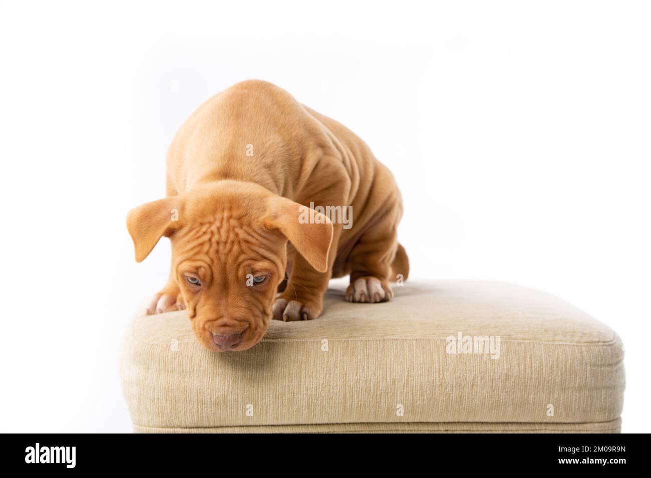 Süßer Pitbull mit roter Nase Stockfoto