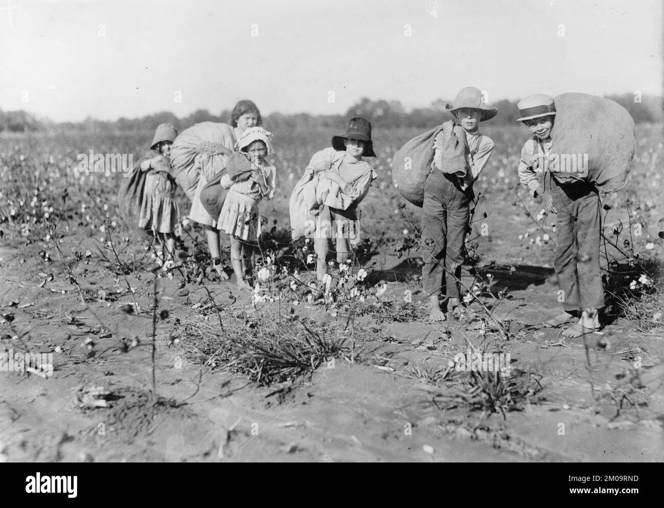 Ein klassisches Foto, das etwa 1909 ausgestellt wurde und zeigt, wie amerikanische Kinder für kinderarbeit beim Baumwollpflücken auf einem Feld im Süden der USA verwendet werden Stockfoto