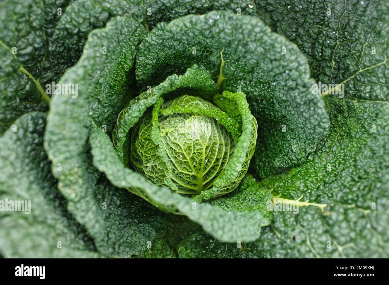 Beispiel für große Kohlernte Stockfoto